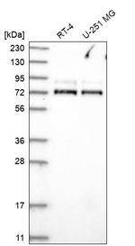 WDR26 Antibody in Western Blot (WB)