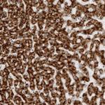 ACP6 Polyclonal Antibody