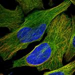 KIF26B Polyclonal Antibody