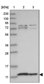 COA6 Antibody in Western Blot (WB)
