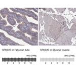SPAG17 Antibody