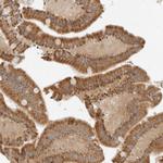 IQCC Polyclonal Antibody
