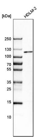 MTF1 Antibody in Western Blot (WB)