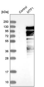 MTF1 Antibody in Western Blot (WB)