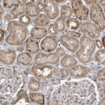 GEMIN8 Antibody in Immunohistochemistry (Paraffin) (IHC (P))