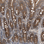 GEMIN8 Antibody in Immunohistochemistry (Paraffin) (IHC (P))
