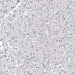 INSL3 Antibody in Immunohistochemistry (Paraffin) (IHC (P))
