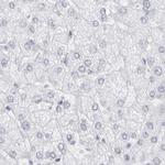 WDR65 Antibody in Immunohistochemistry (IHC)