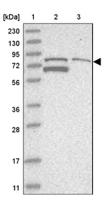 TARS2 Antibody in Western Blot (WB)