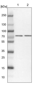 TARS2 Antibody in Western Blot (WB)