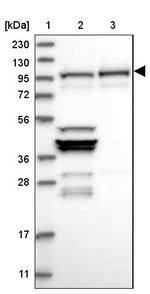 NVL Antibody in Western Blot (WB)