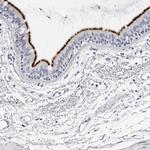 ERICH3 Antibody in Immunohistochemistry (Paraffin) (IHC (P))