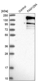 FAM129A Antibody in Western Blot (WB)
