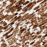 IQCC Antibody in Immunohistochemistry (Paraffin) (IHC (P))