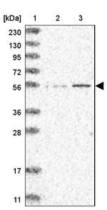 IQCC Antibody in Western Blot (WB)