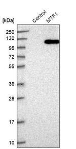 MTF1 Antibody in Western Blot (WB)