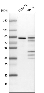 ENAH Antibody in Western Blot (WB)