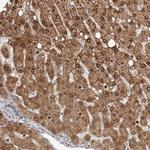 GPR157 Polyclonal Antibody
