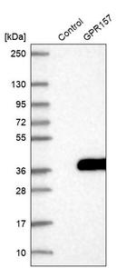 GPR157 Antibody in Western Blot (WB)