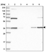 Annexin A9 Antibody in Western Blot (WB)