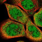 SEC14L1 Antibody in Immunocytochemistry (ICC/IF)