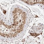 SEC14L1 Antibody in Immunohistochemistry (Paraffin) (IHC (P))