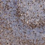IPCEF1 Antibody in Immunohistochemistry (Paraffin) (IHC (P))