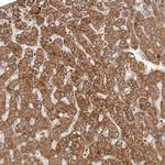 Rwdd1 Antibody in Immunohistochemistry (Paraffin) (IHC (P))