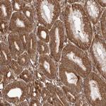 Rwdd1 Antibody in Immunohistochemistry (Paraffin) (IHC (P))