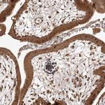 Rwdd1 Antibody in Immunohistochemistry (IHC)