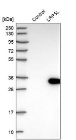 LRP5L Antibody in Western Blot (WB)