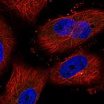 AUNIP Antibody in Immunocytochemistry (ICC/IF)