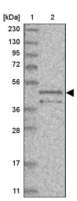 TOR3A Antibody in Western Blot (WB)