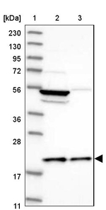 MRPL18 Antibody in Western Blot (WB)
