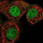 LCORL Polyclonal Antibody