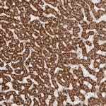 LCORL Antibody in Immunohistochemistry (Paraffin) (IHC (P))