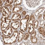 LCORL Antibody in Immunohistochemistry (Paraffin) (IHC (P))