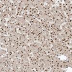 LCORL Antibody in Immunohistochemistry (Paraffin) (IHC (P))