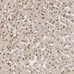 LCORL Antibody in Immunohistochemistry (IHC)