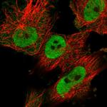 SFRS15 Polyclonal Antibody