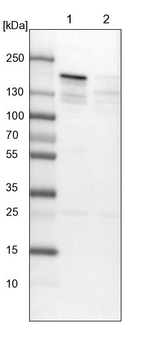 SFRS15 Antibody in Western Blot (WB)