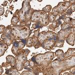 FREM2 Antibody in Immunohistochemistry (Paraffin) (IHC (P))
