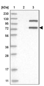 LMLN Antibody in Western Blot (WB)