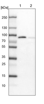 LMLN Antibody in Western Blot (WB)