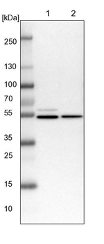 NAP1L1 Antibody in Western Blot (WB)