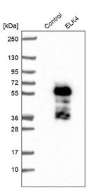 ELK4 Antibody in Western Blot (WB)