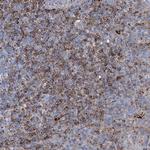 UBOX5 Antibody in Immunohistochemistry (Paraffin) (IHC (P))