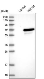 UBOX5 Antibody in Western Blot (WB)