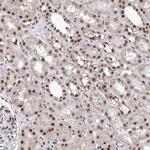 PHF5A Antibody in Immunohistochemistry (Paraffin) (IHC (P))