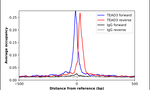 TEF5 Antibody in ChIP Assay (ChIP)